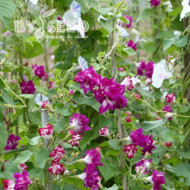 Ipomée grimpante Sunrise Serenade