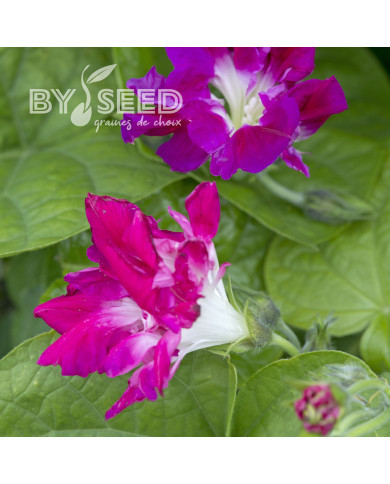 Ipomée grimpante Sunrise Serenade