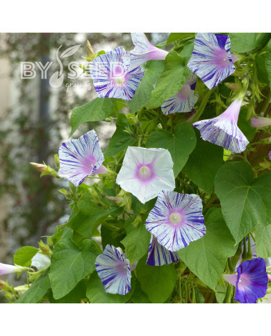 Ipomée grimpante Venice Blue