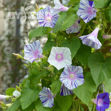 Ipomée grimpante Venice Blue
