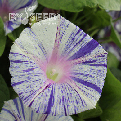 Ipomée grimpante Venice Blue