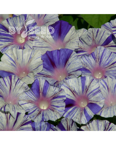 Ipomée grimpante Venice Blue