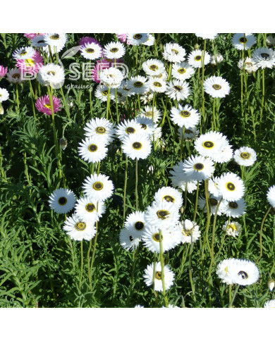 Acroclinium (Helipterum) Pierrot White