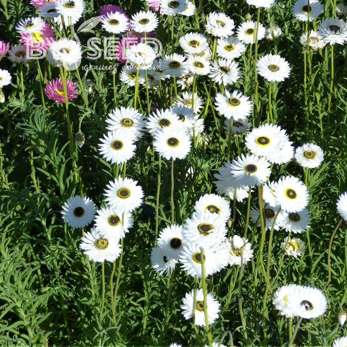 Acroclinium (Helipterum) Pierrot White