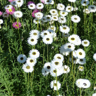 Acroclinium (Helipterum) Pierrot White