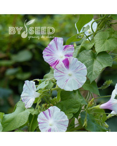 Ipomée grimpante Venice Pink