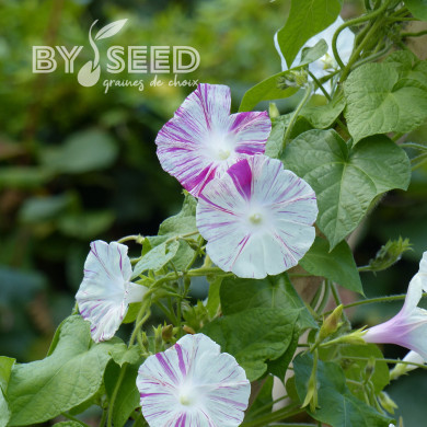 Ipomée grimpante Venice Pink