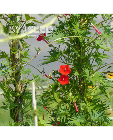 Ipomée multifida Cardinal Climber