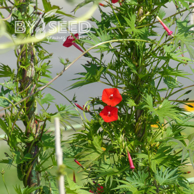 Ipomée multifida Cardinal Climber