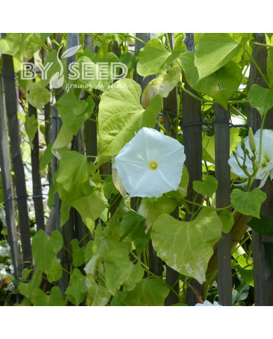 Ipomée noctiflora Fleur de Lune