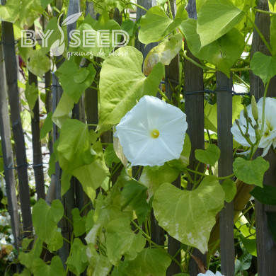 Ipomée noctiflora Fleur de Lune