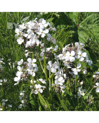 Julienne des Dames Alba