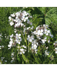 Immortelle à bractées Yellow