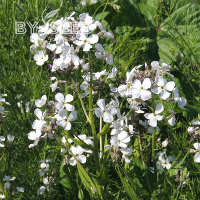 Julienne des Dames Alba