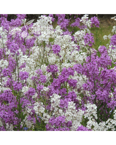 Julienne des Dames Mix