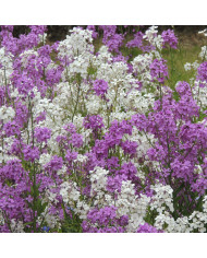 Julienne des Dames violette