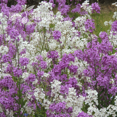 Julienne des Dames Mix