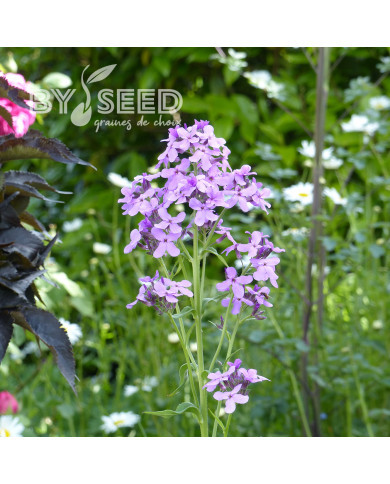 Julienne des Dames violette