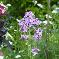 Julienne des Dames violette