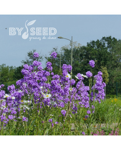 Julienne des Dames violette