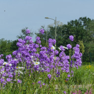 Julienne des Dames violette