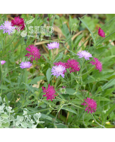 Knautia macedonia Melton Pastels
