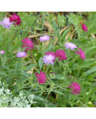 Knautia macedonica