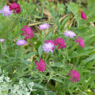 Knautia macedonia Melton Pastels