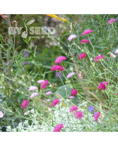 Knautia macedonia Melton Pastels