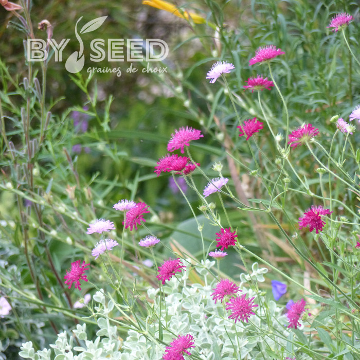 Knautia macedonia Melton Pastels