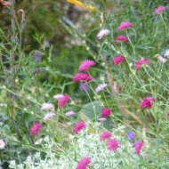 Knautia macedonia Melton Pastels