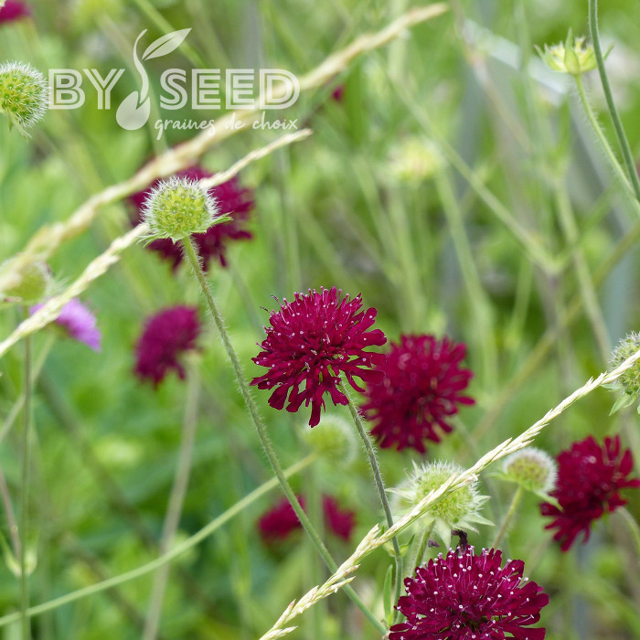 Knautia macedonica