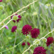 Knautia macedonica