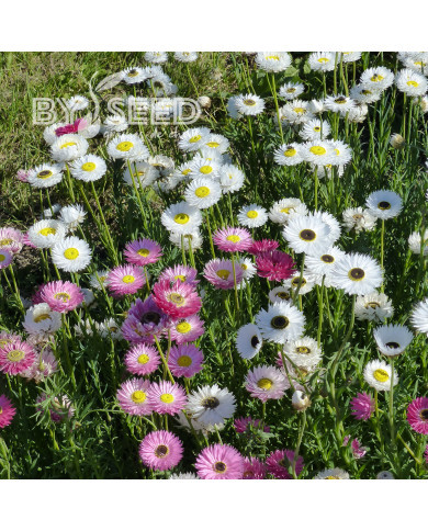 Acroclinium (Helipterum) Sensation Giants Mix