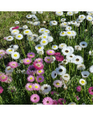 Acroclinium (Helipterum) Pierrot White