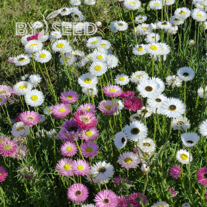 Acroclinium (Helipterum) Sensation Giants Mix