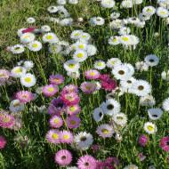 Acroclinium (Helipterum) Sensation Giants Mix