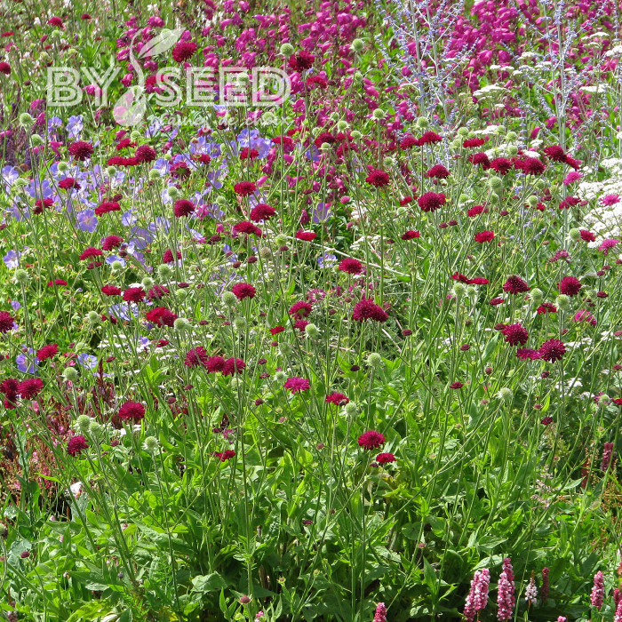 Knautia macedonica