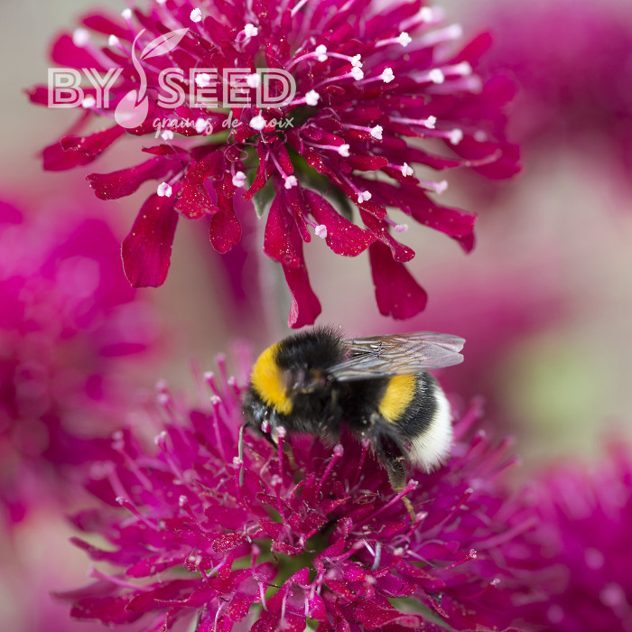 Knautia macedonica