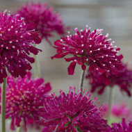 Knautia macedonica
