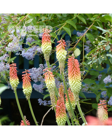 Kniphofia (Tritoma) Tison-de-Satan rouge et jaune