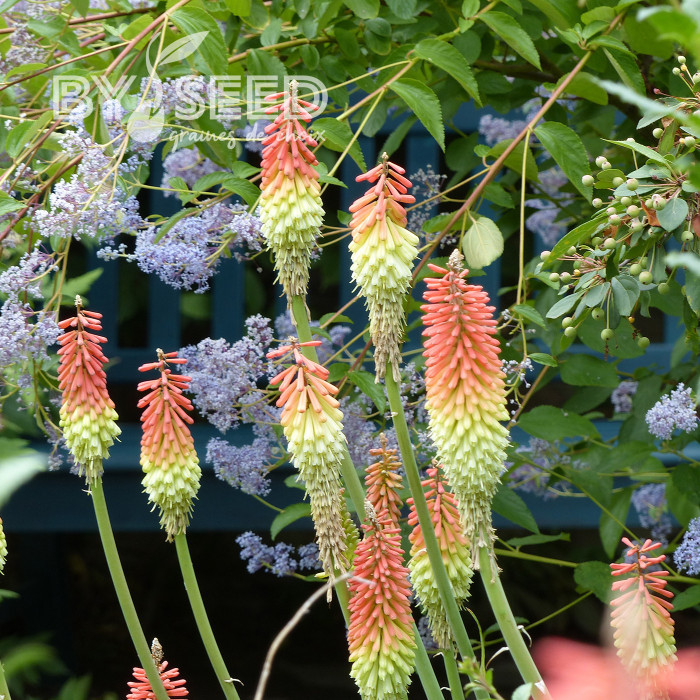 Kniphofia (Tritoma) Tison-de-Satan rouge et jaune