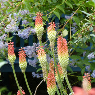 Kniphofia (Tritoma) Tison-de-Satan rouge et jaune