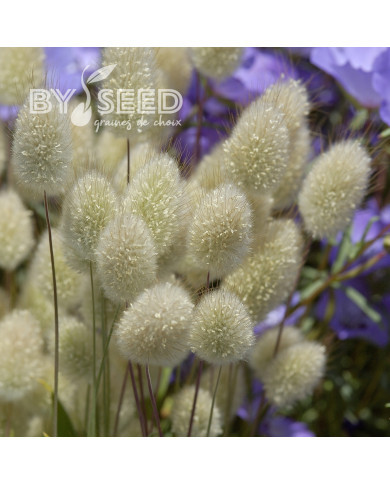 Lagurus ou Queue-de-Lièvre Bunny Tails