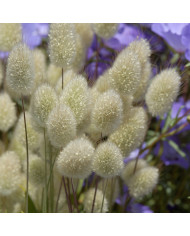 Lathyrus tingitanus Roseus