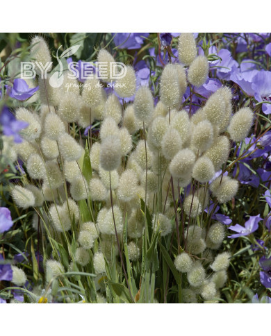 Lagurus ou Queue-de-Lièvre Bunny Tails