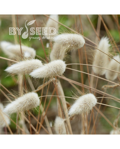 Lagurus ou Queue-de-Lièvre Bunny Tails