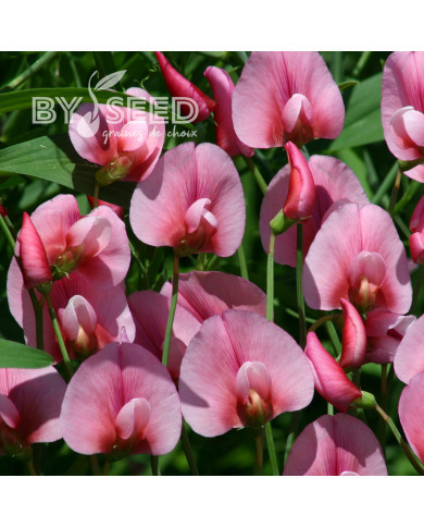 Lathyrus tingitanus Roseus