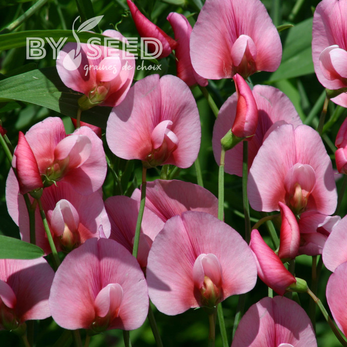 Lathyrus tingitanus Roseus