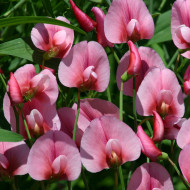 Lathyrus tingitanus Roseus